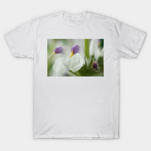 Salvia argentea  Silver sage  Silver clary T-Shirt